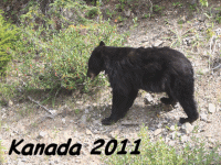Kanada 2011
